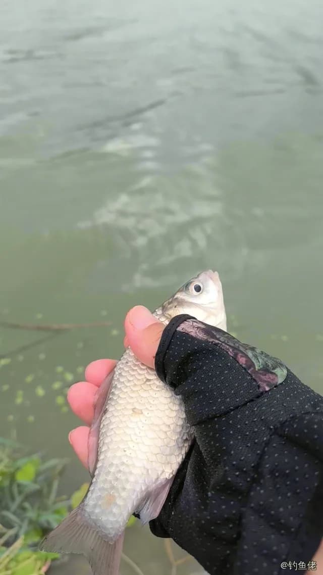 鲫鱼钓获 0.1kg