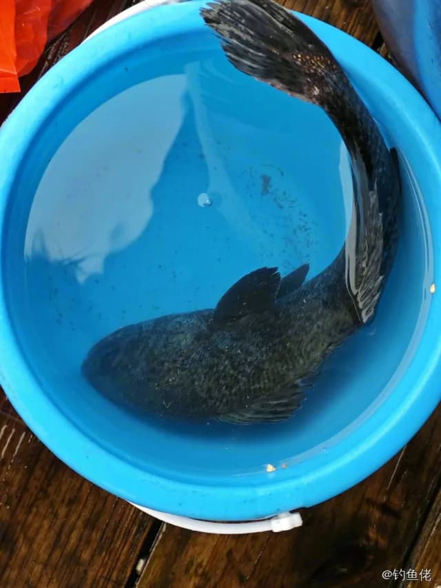 鞍带石斑鱼钓获 1.6kg