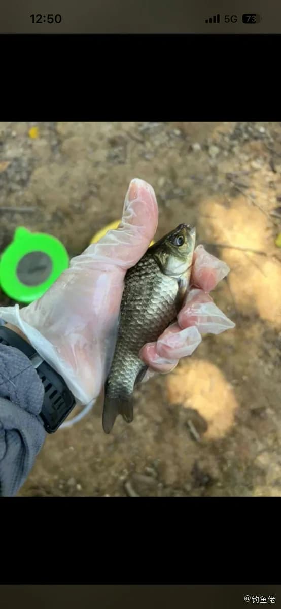 鲫鱼钓获 0.15kg