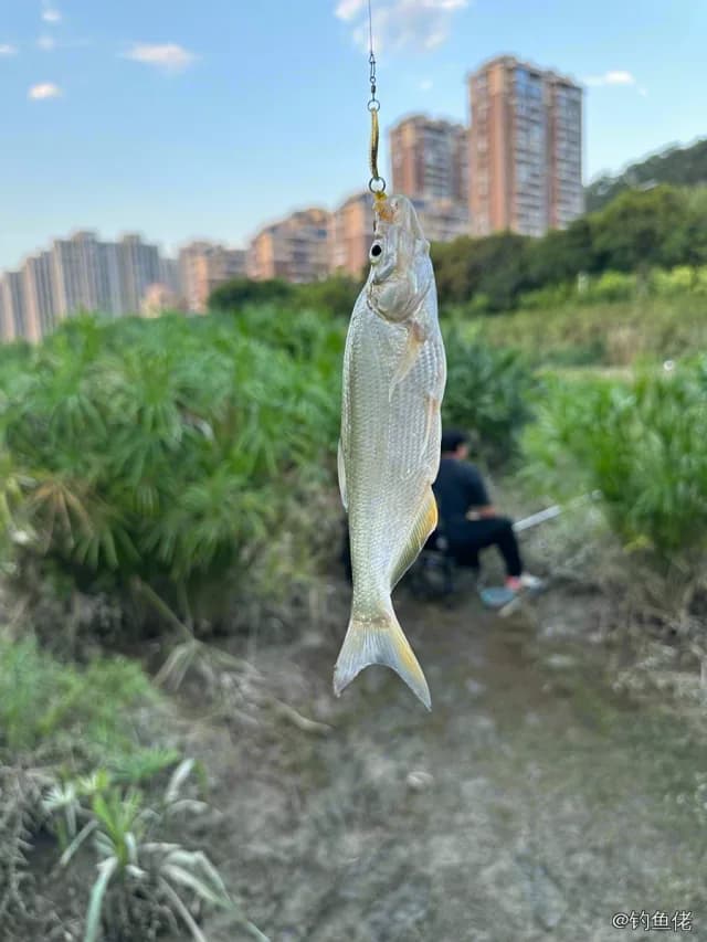 翘嘴鲌钓获 0.9kg