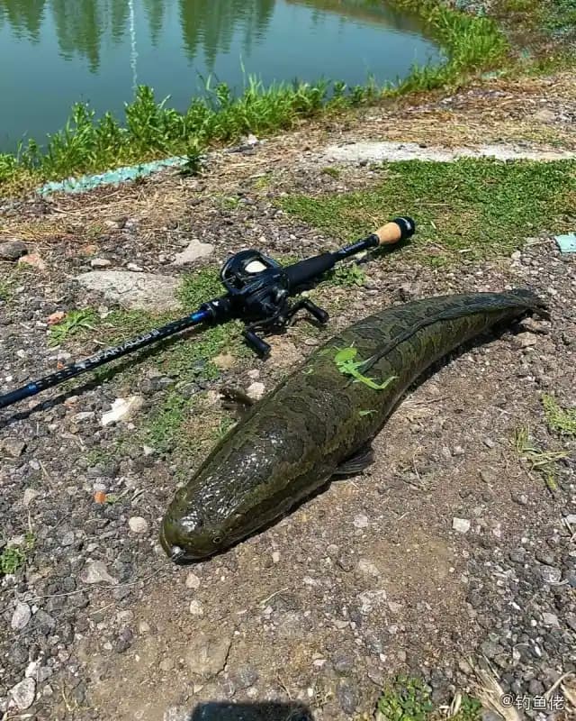 乌鳢钓获 1kg