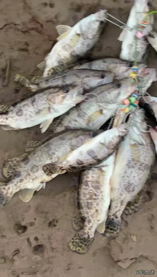 鳜鱼钓获 0.7kg