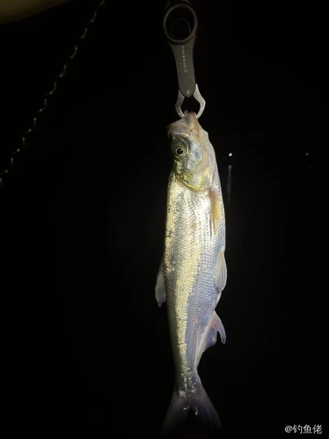 翘嘴鲌钓获 4.1kg