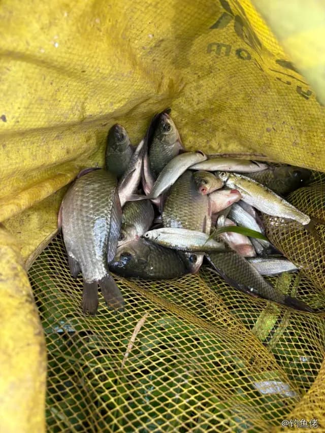 鲫鱼钓获 1.2kg
