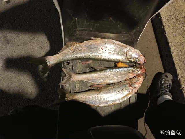 翘嘴鲌钓获 1.2kg