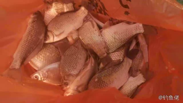 鲫鱼钓获 1.8kg