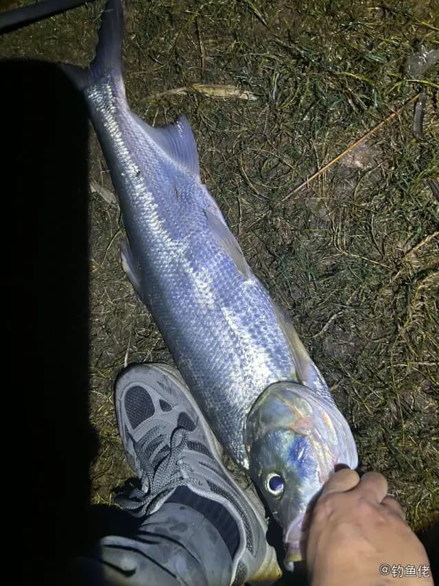 翘嘴鲌钓获 2.8kg