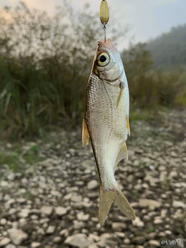 大眼华鳊钓获 0.03kg