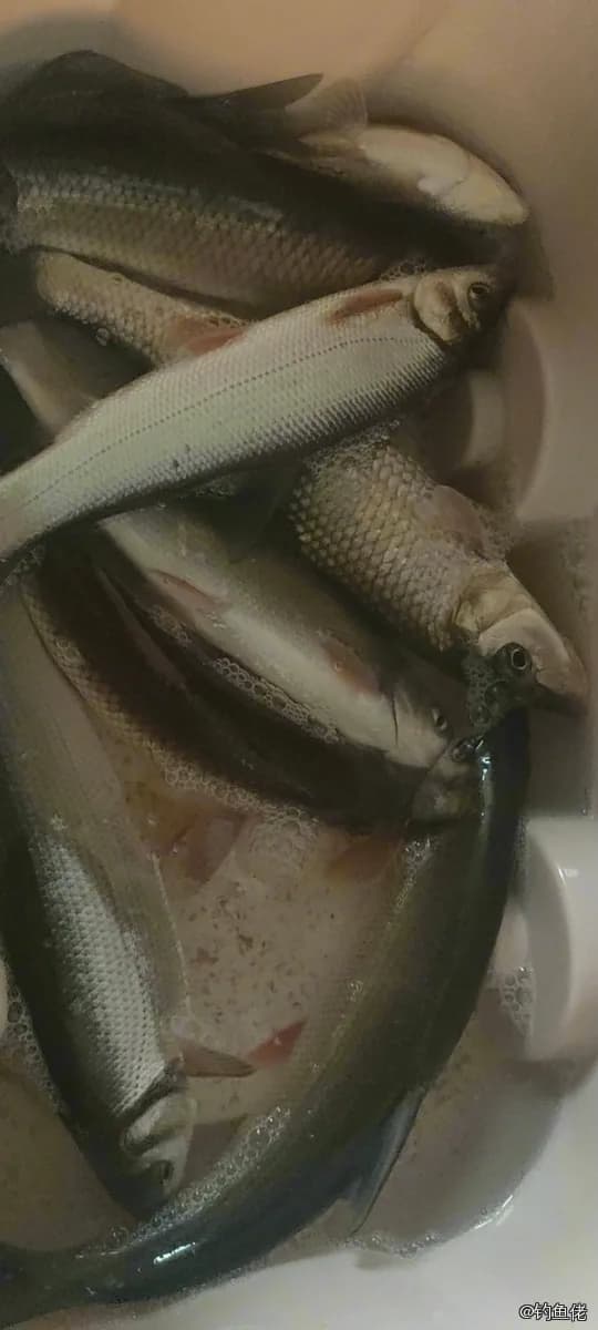 圆吻鲴钓获 0.01kg