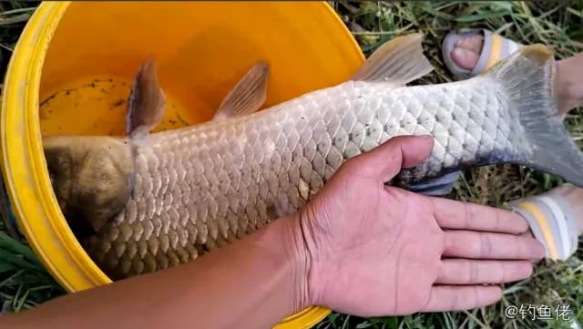 草鱼钓获 4.5kg