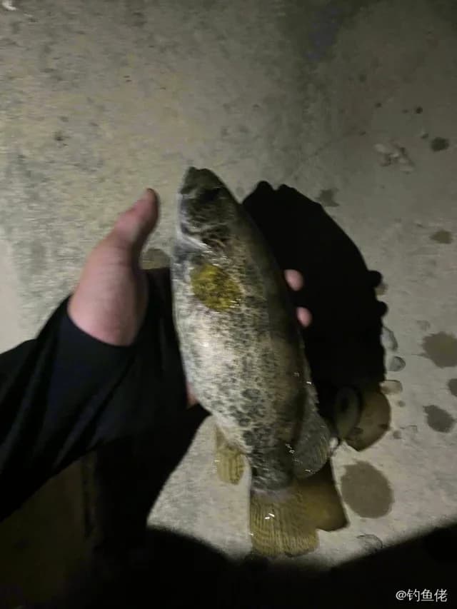 斑鳜钓获 1kg