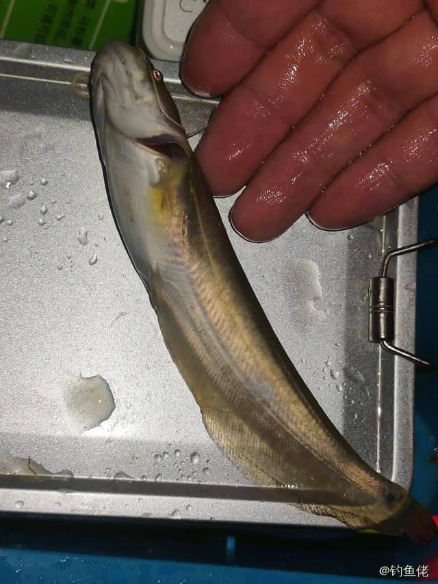胡子鲇钓获 1.5kg