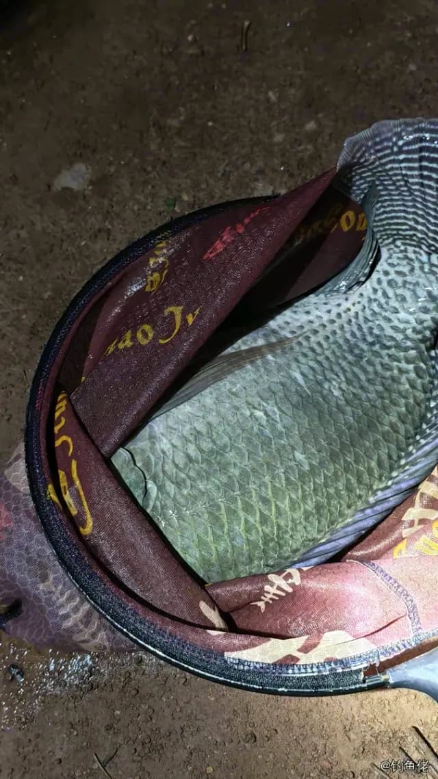尼罗非鲫钓获 2.6kg