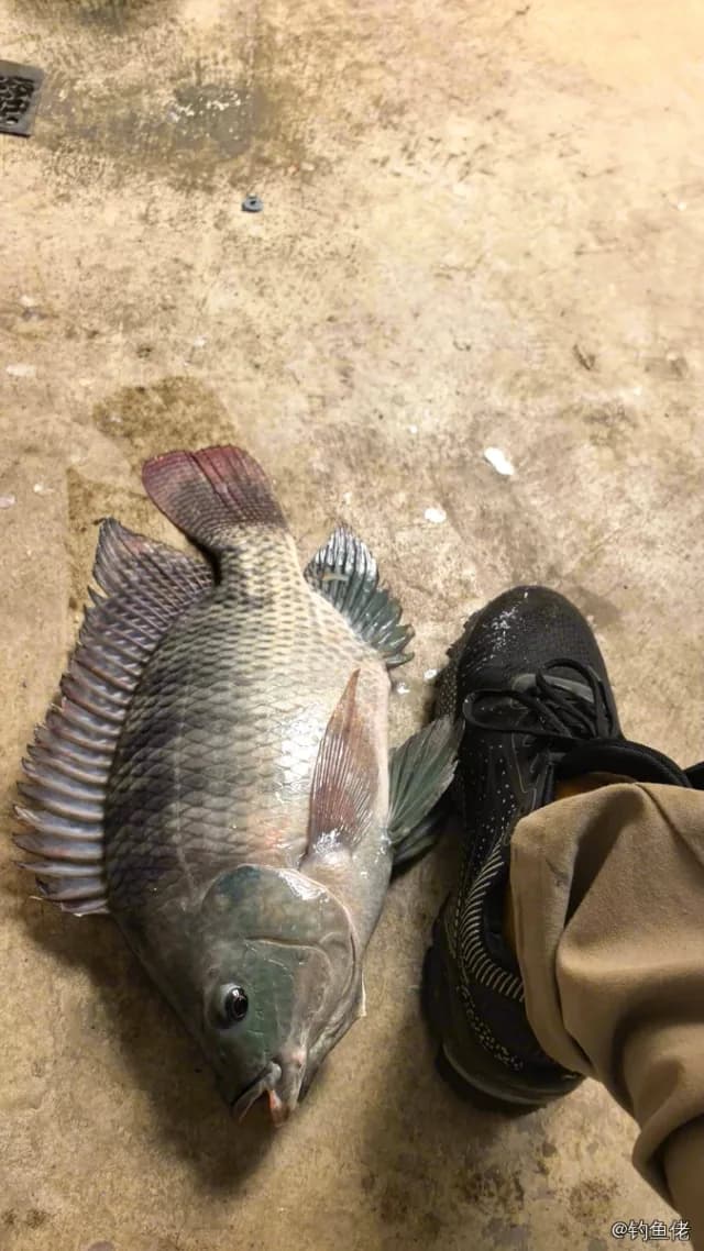 尼罗非鲫钓获 0.5kg