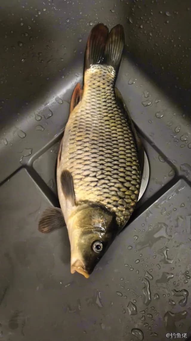 鲤鱼钓获 0.5kg