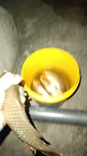 鲤鱼钓获 12kg