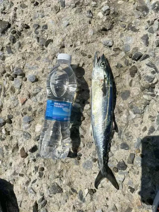 蓝点马鲛钓获 0.7kg