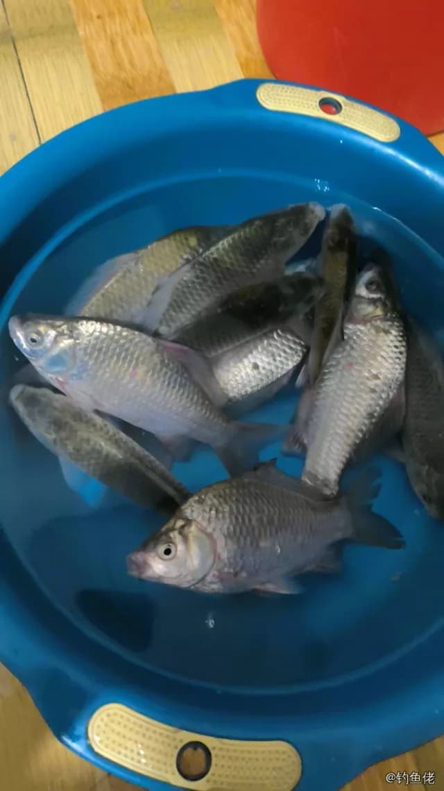 鲫鱼钓获 0.3kg