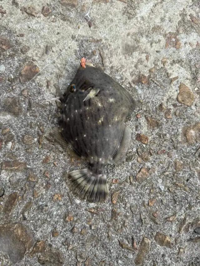丝背细鳞鲀钓获 0.5kg