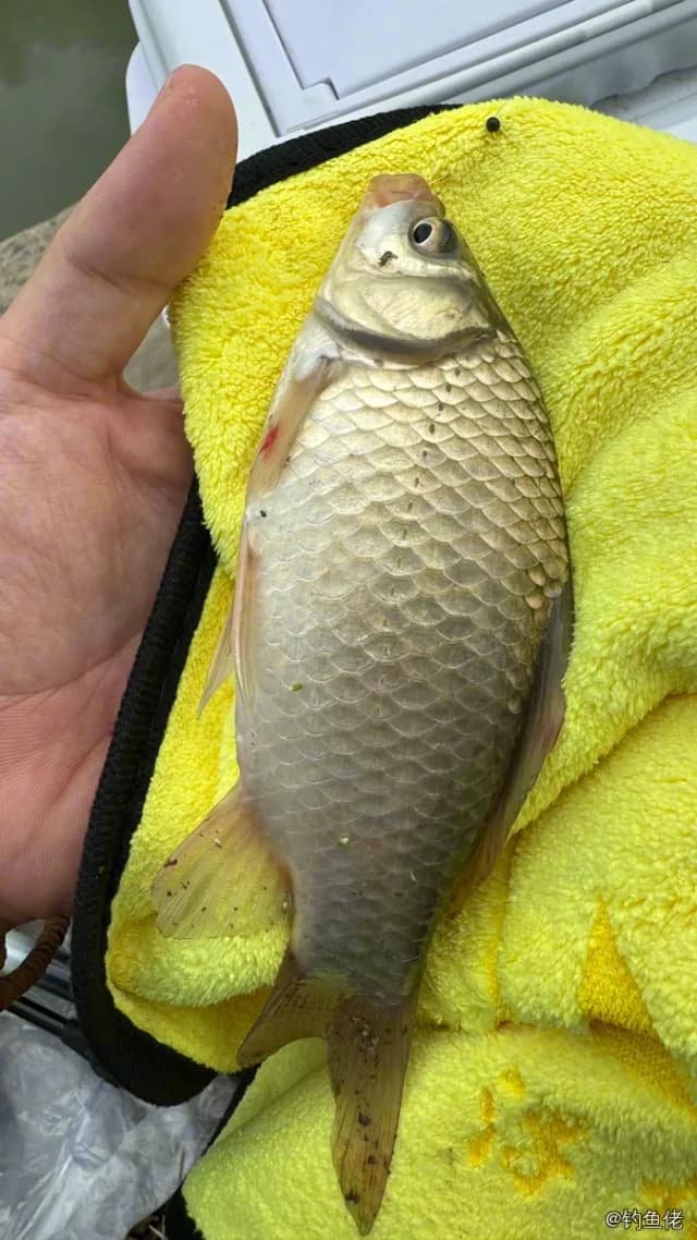 鲫鱼钓获 0.2kg
