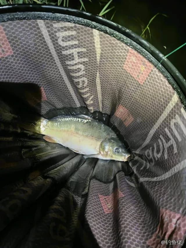 鲤鱼钓获 2kg