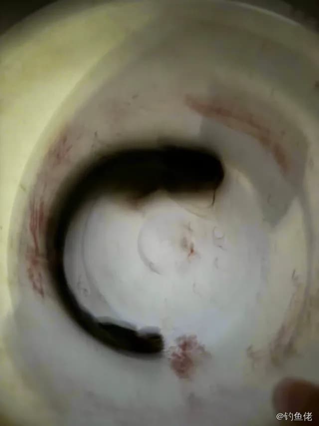 鲶鱼钓获 0.5kg