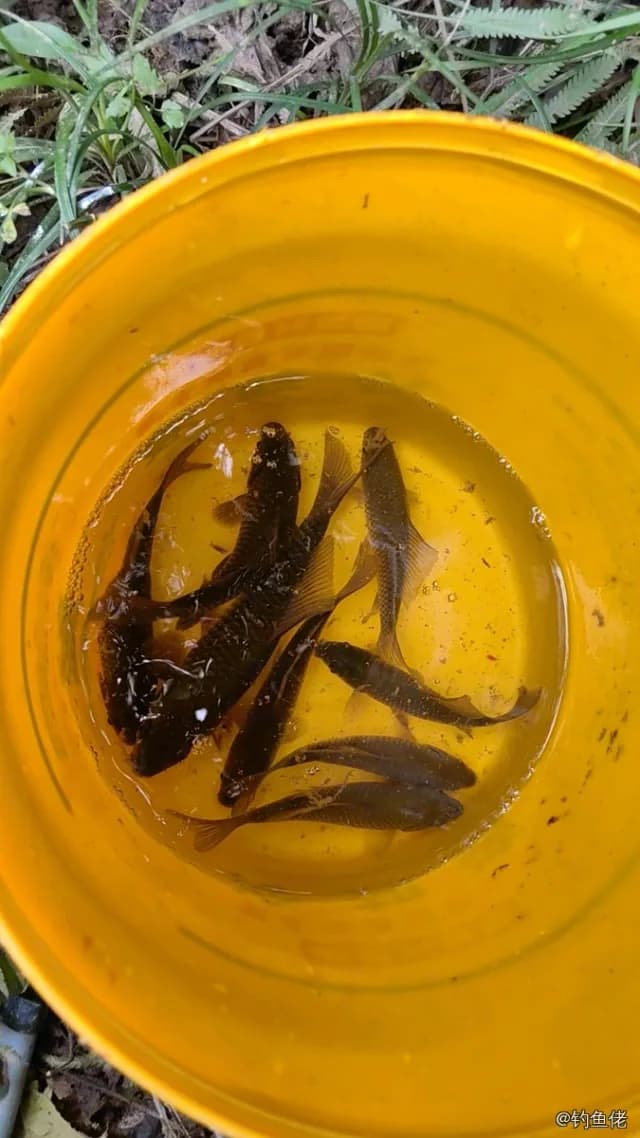 鲫鱼钓获 0.1kg