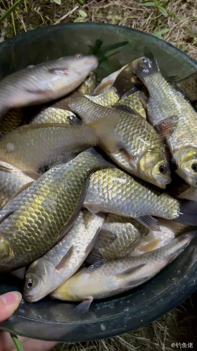 鲫鱼钓获 0.45kg