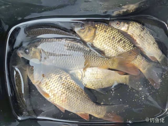 鲤鱼钓获 0.8kg