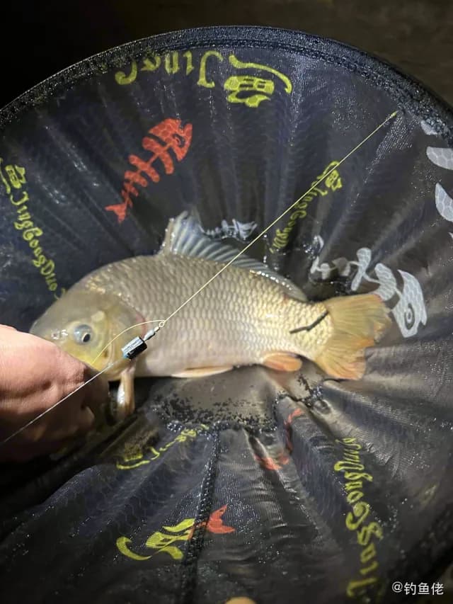 锦鲤钓获 1.4kg