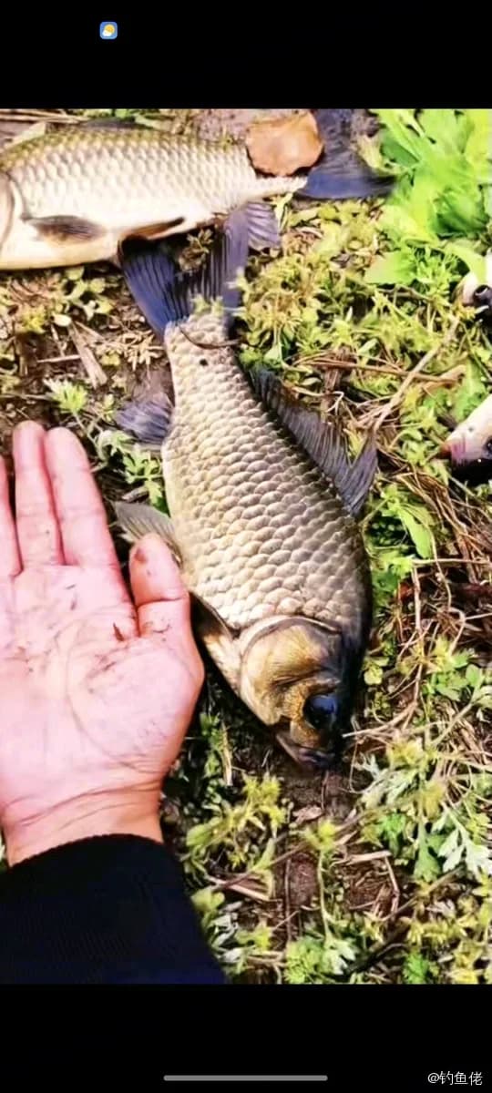 鲫鱼钓获 0.45kg