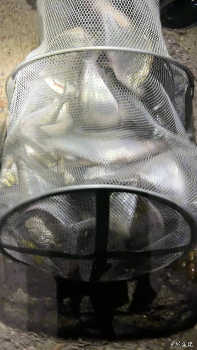 鳊鱼钓获 1.5kg