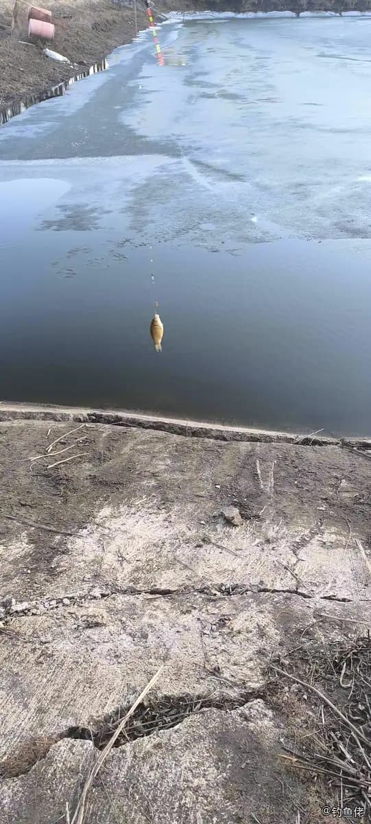 鲫鱼钓获 0.05kg