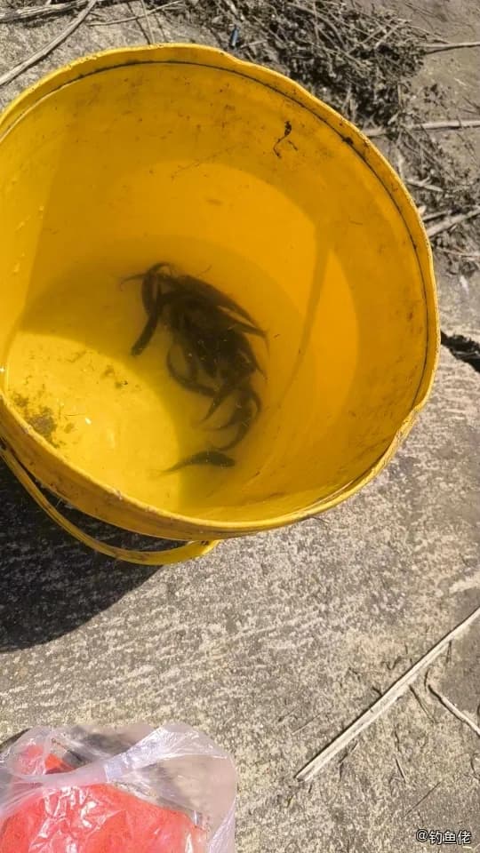 尖头大吻鱥钓获 0.1kg