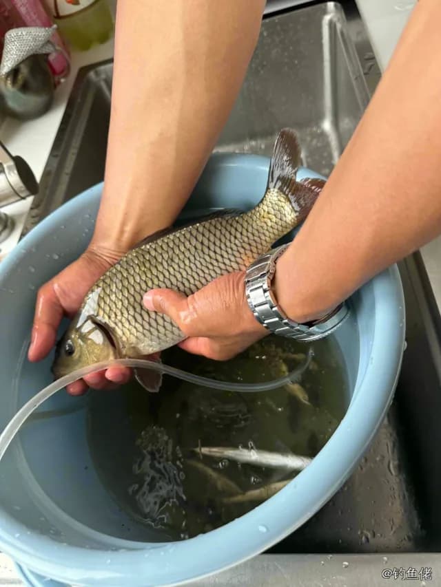鲤鱼钓获 3kg
