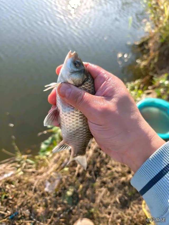 鲫鱼钓获 0.45kg