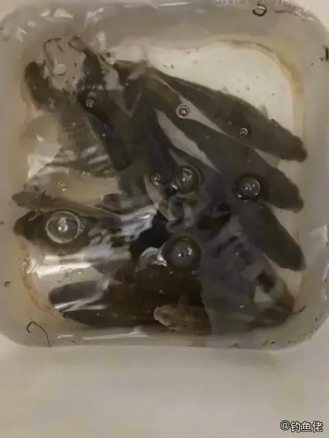 鲫鱼钓获 1kg