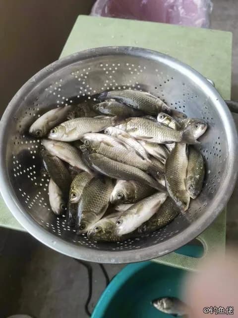 暗花纹唇鱼钓获 0.1kg