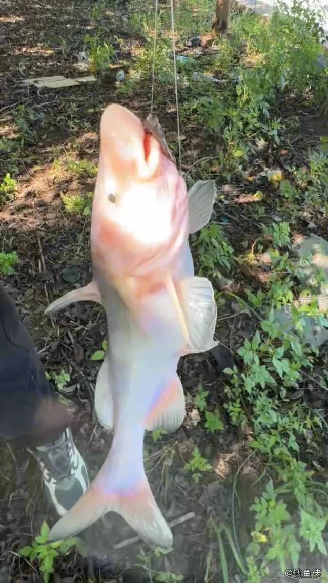 长吻鮠钓获 4.5kg