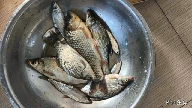 鲫鱼钓获 1kg