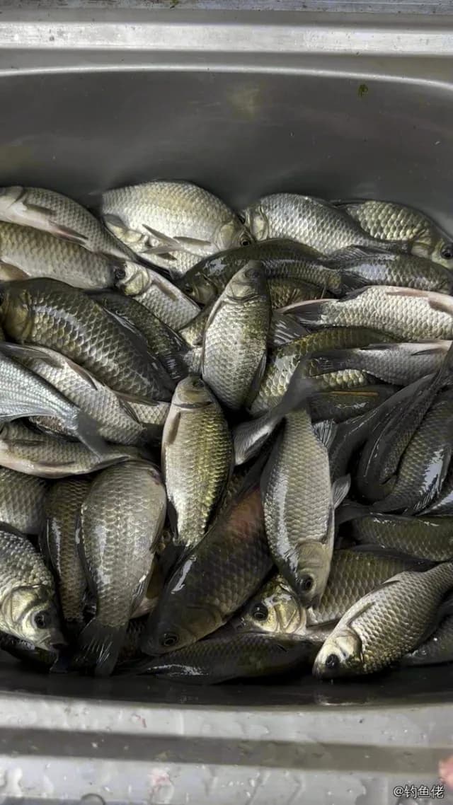 鲫鱼钓获 0.45kg