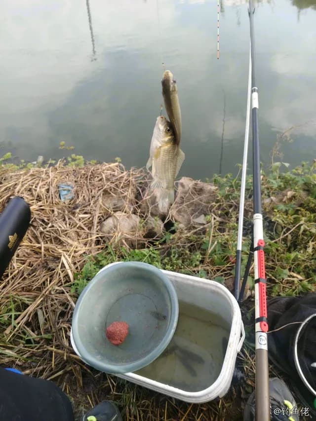 马口鱼钓获 0.01kg