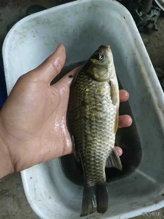 鲫鱼钓获 1.6kg