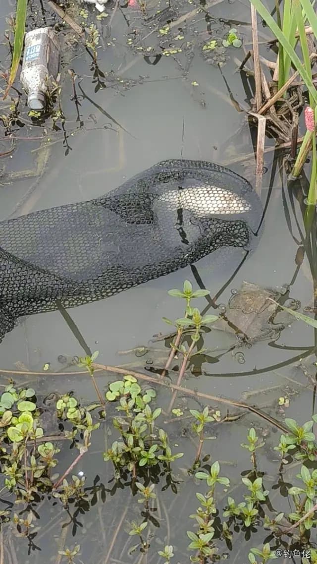 鲫鱼钓获 0.15kg