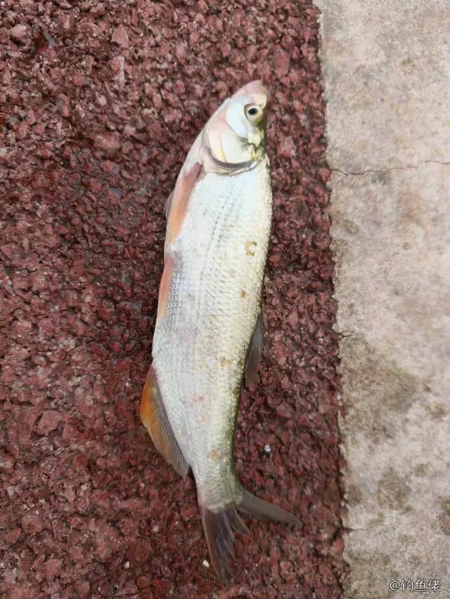 红鳍鲌钓获 0.9kg