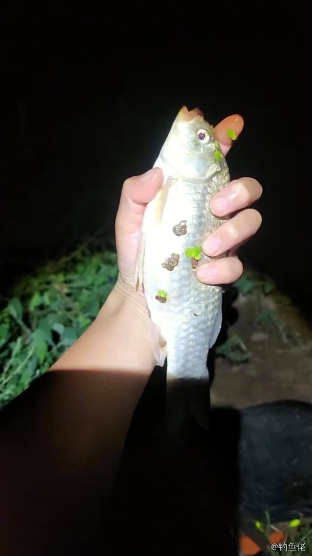 鲫鱼钓获 0.3kg
