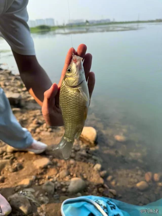 鲫鱼钓获 0.45kg