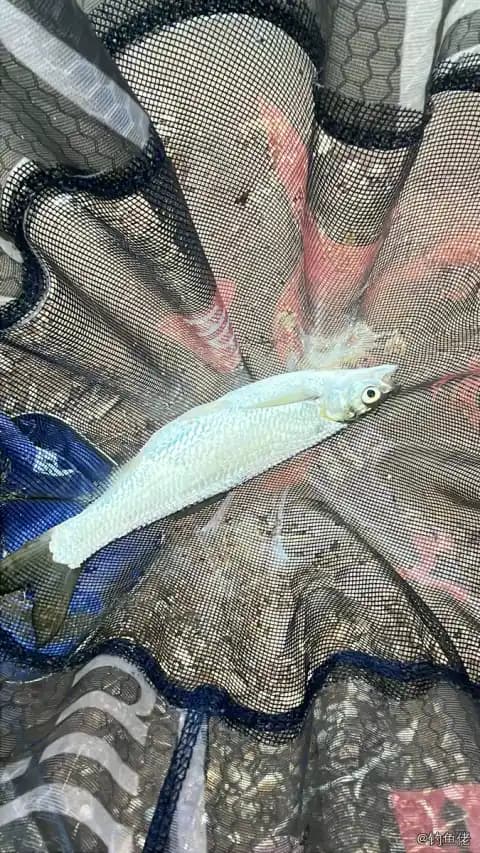 白条钓获 0.1kg