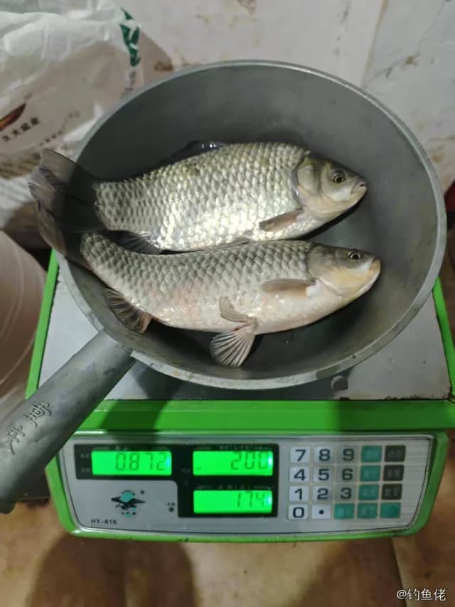 鲫鱼钓获 0.45kg