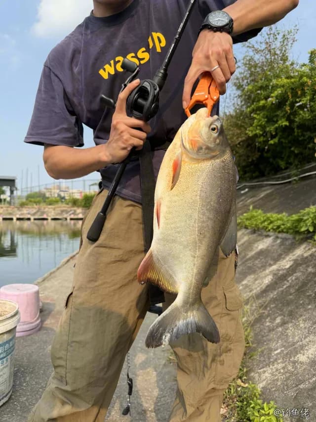 淡水红鲳钓获 4kg